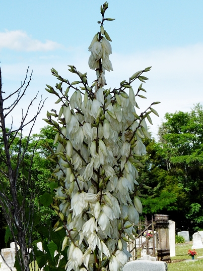 {Yucca filamentosa}